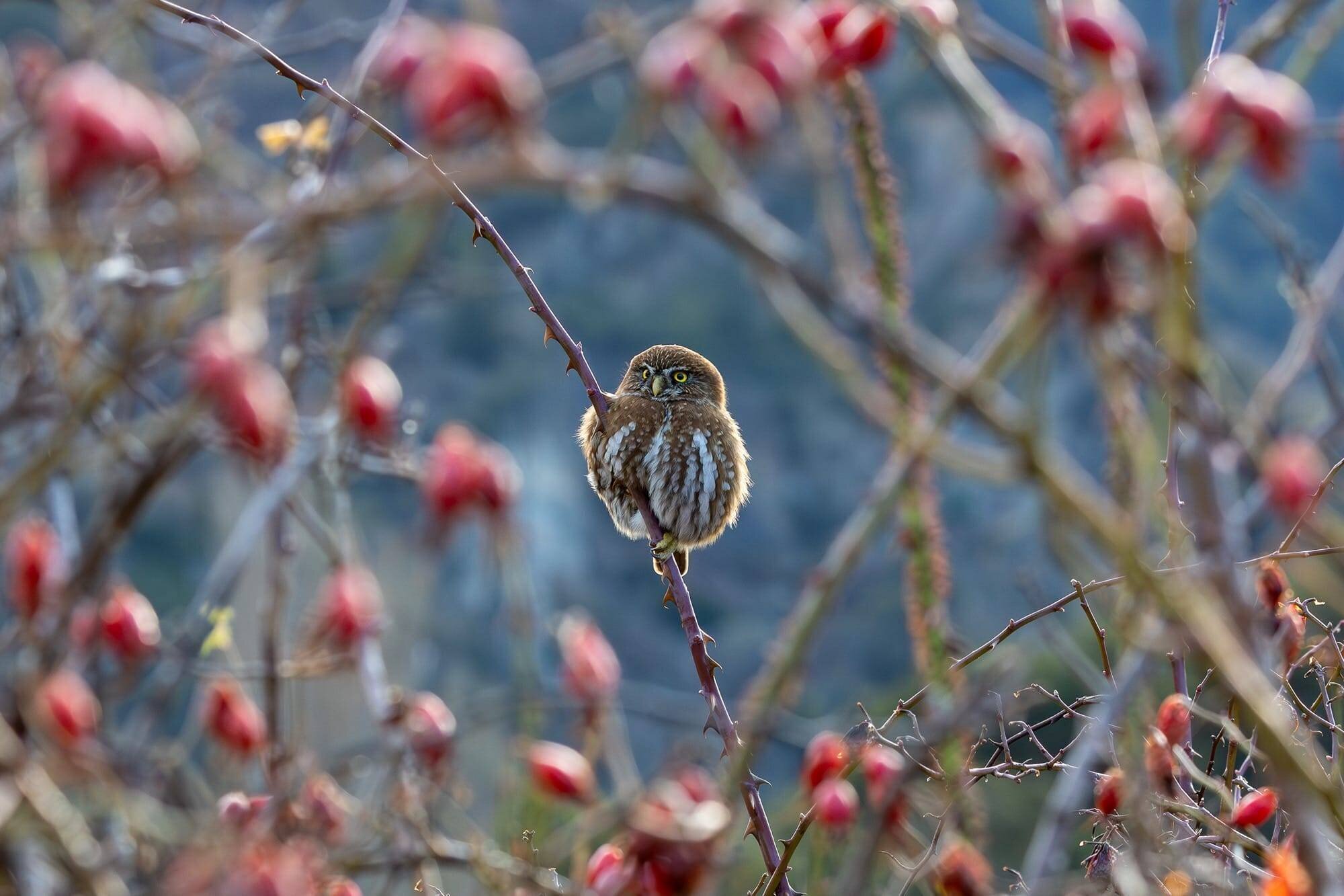 petit hibou pygmée perché sur une branche