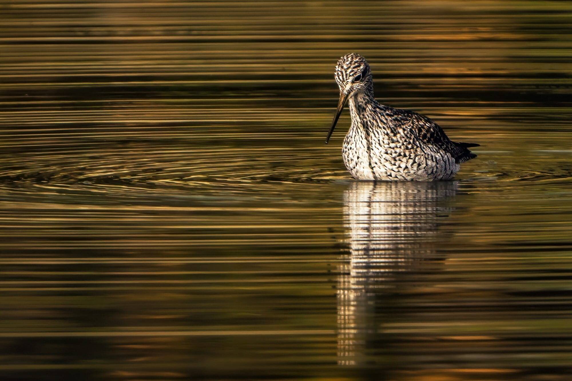 bécassin nage dans eaux calmes