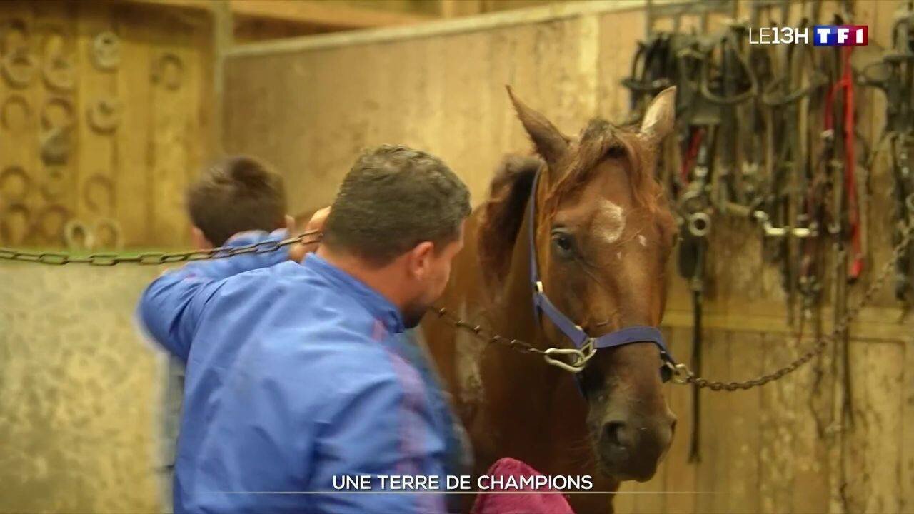 Équidés en Normandie prêts à la compétition