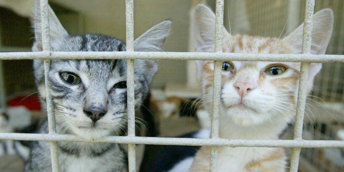 Animaux abandonnés et chiffres 2024