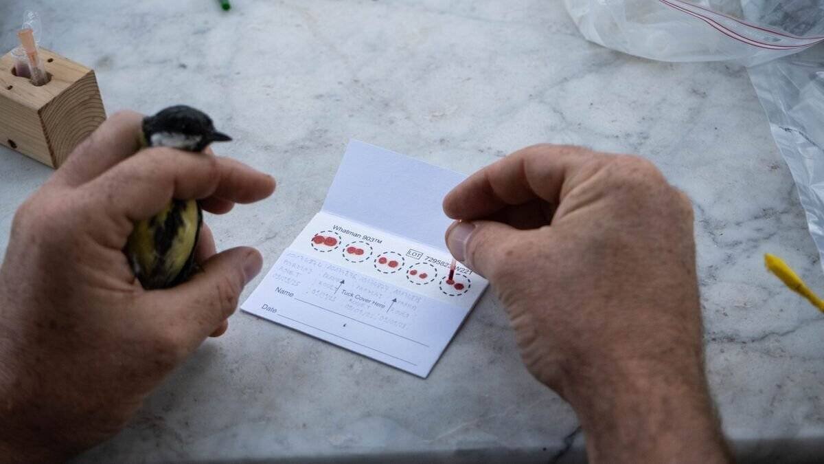 Examen des échantillons sanguins et endométriaux dans l’étude CNRS