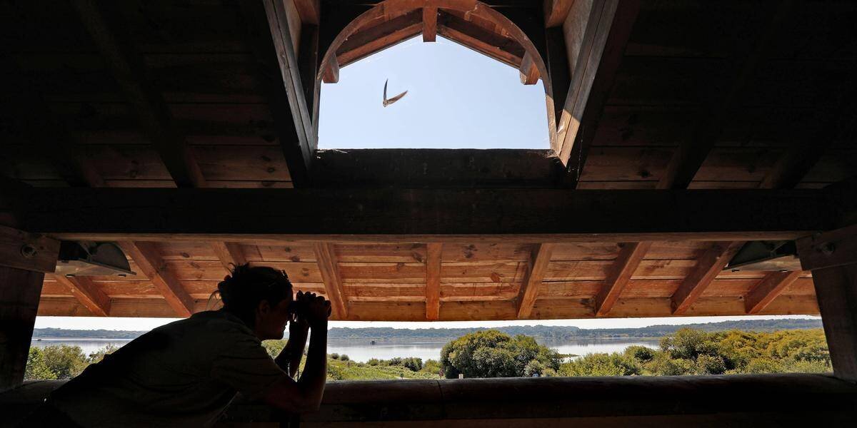 Marais d’Orx, biodiversité et flamants roses