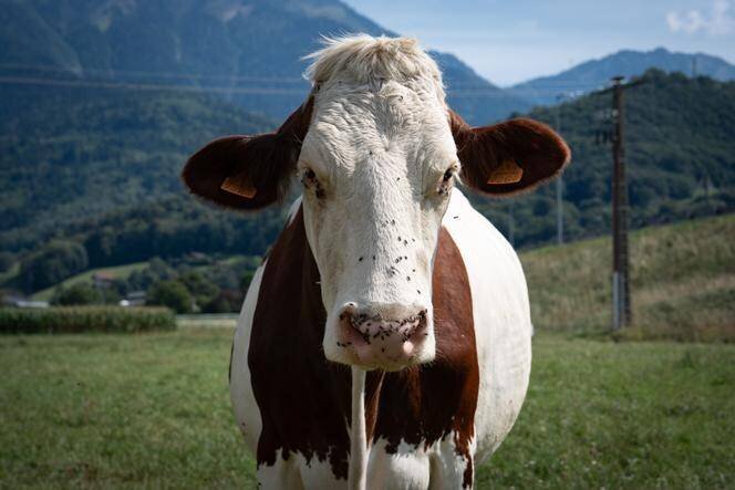 A Faverges-Seythenex, en Haute-Savoie, le 23 août 2025.