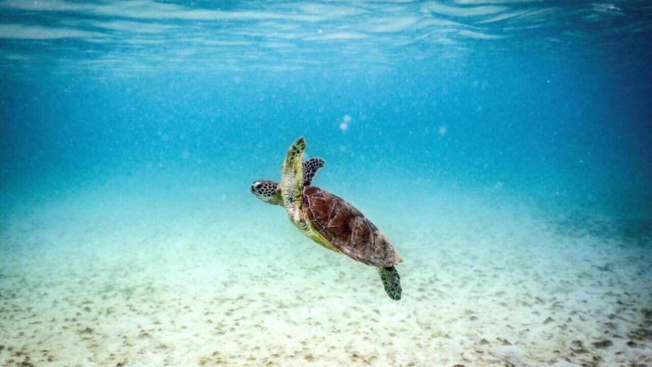 Tortue verte Grande Barrière de Corail