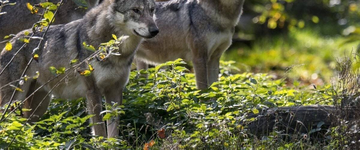 Éleveurs et loups lors d’un débat