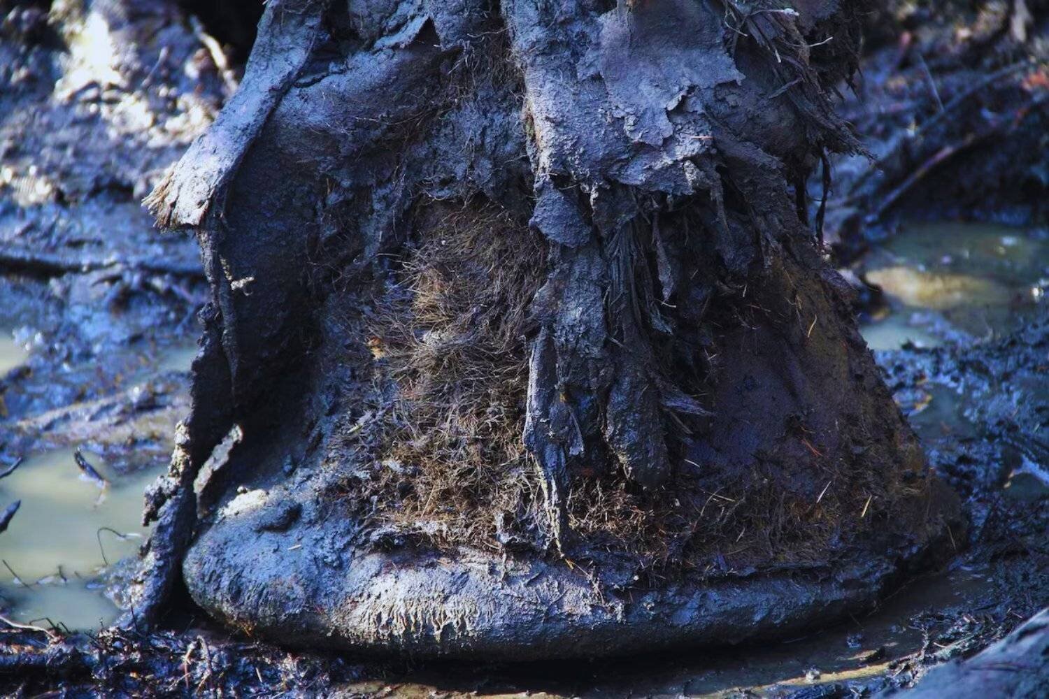 Dent de mammouth révélant ADN microbien ancien