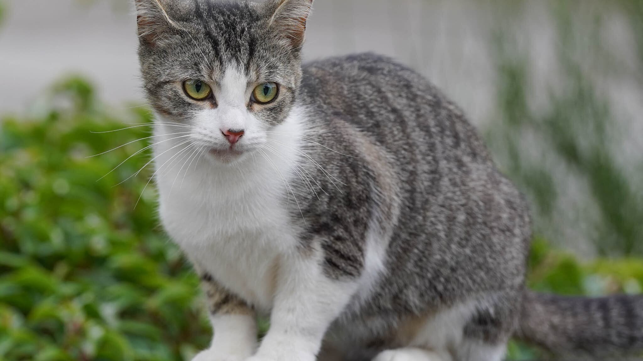 Chat domestique recevant croquettes médicamenteuses pour MRC
