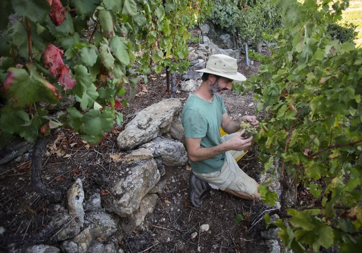 Vendangeur à Sober, illustration du quotidien en Galice