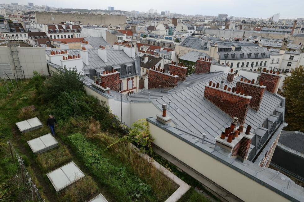 Perspective de cultures sur toiture parisienne