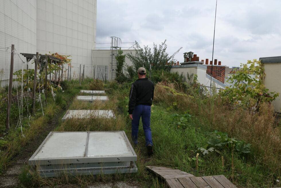 Plantations urbaines sur un toit-terrasse parisien