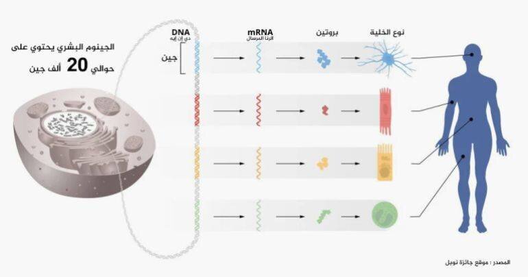 Infographie expliquant le rôle de l'ARNm et la régulation des gènes