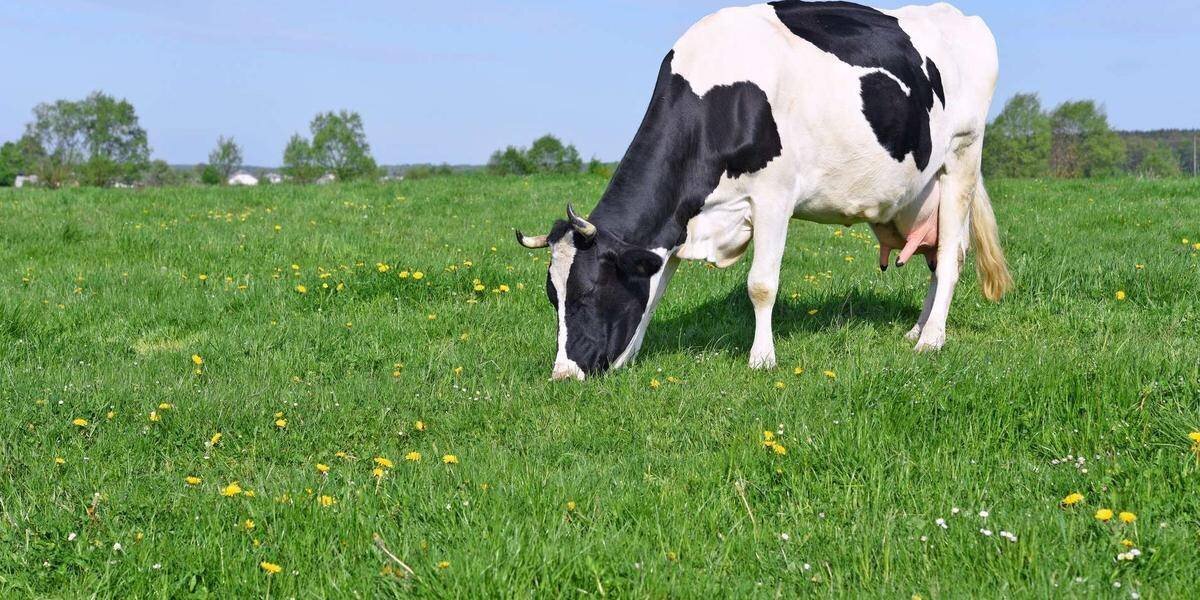 Vache laitière dans une ferme française nourrie au foin