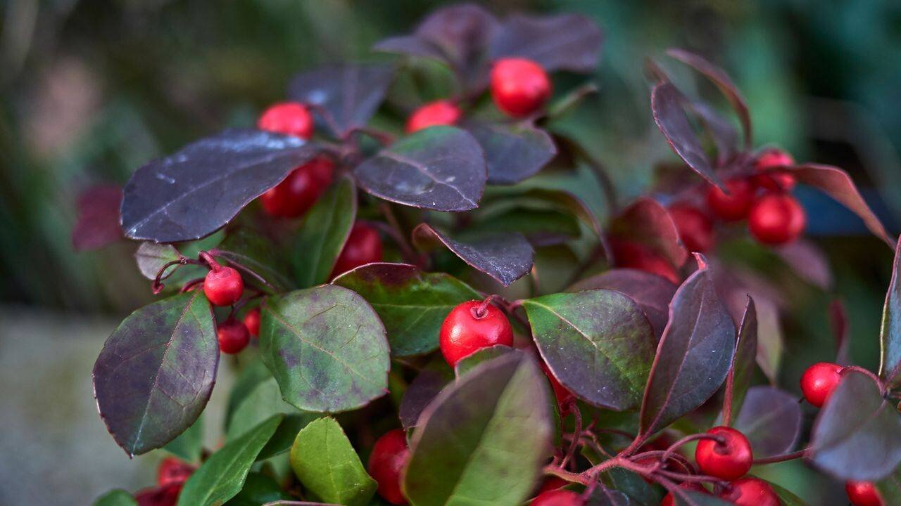 Huile essentielle de gaulthérie couchée et applications externes