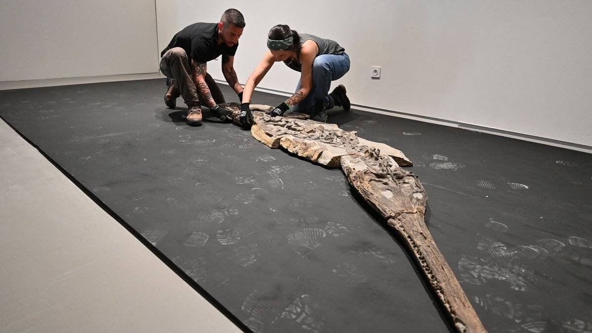 Fossile de crocodile jurassique à Lodève