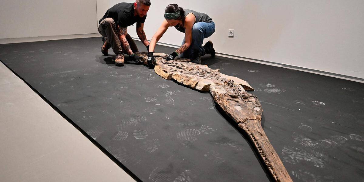 Squelette de crocodile jurassique à Lodève