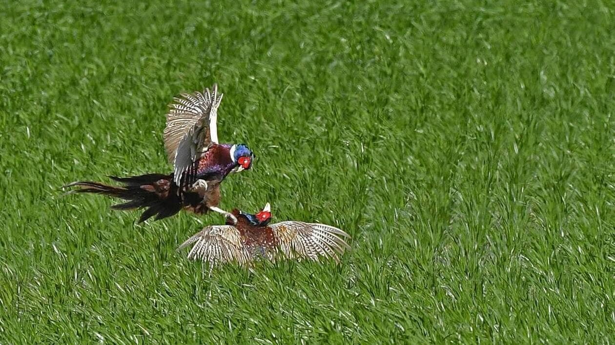 Élevage de faisans et perdrix dans le Pas-de-Calais