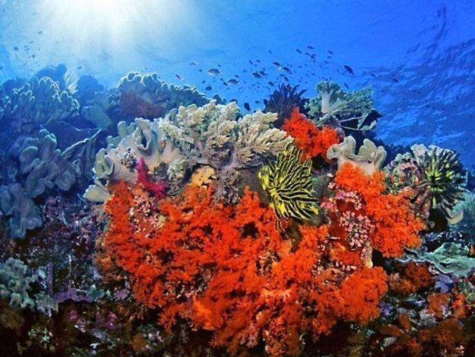 Coraux mous et poissons de récif en Sulawesi du Sud-Est, Indonésie