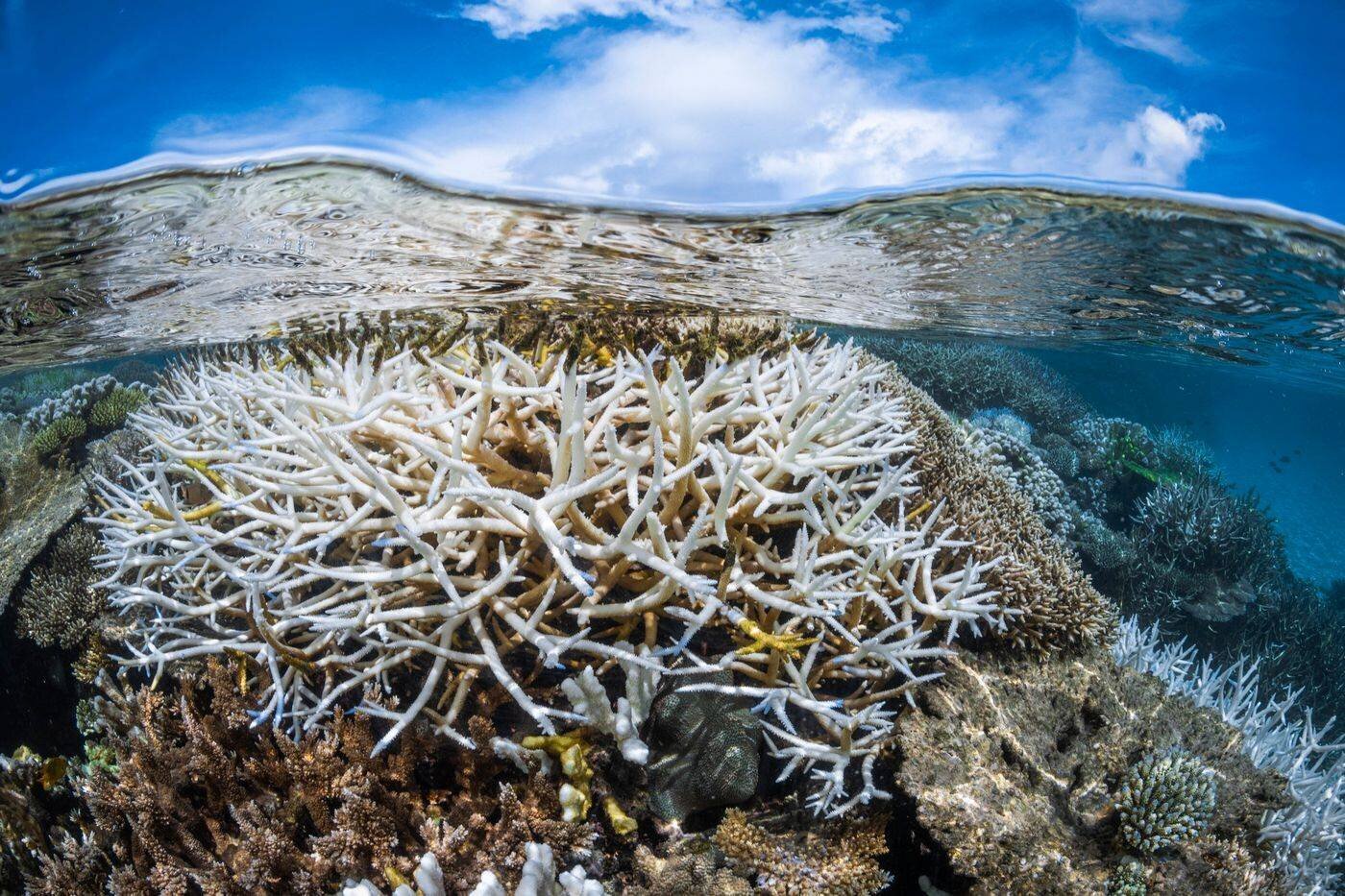 Récifs de coraux menacés par le réchauffement climatique
