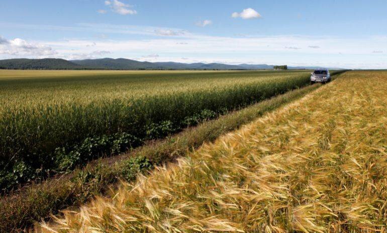 Route séparant champs de blé et d'orge en maturation