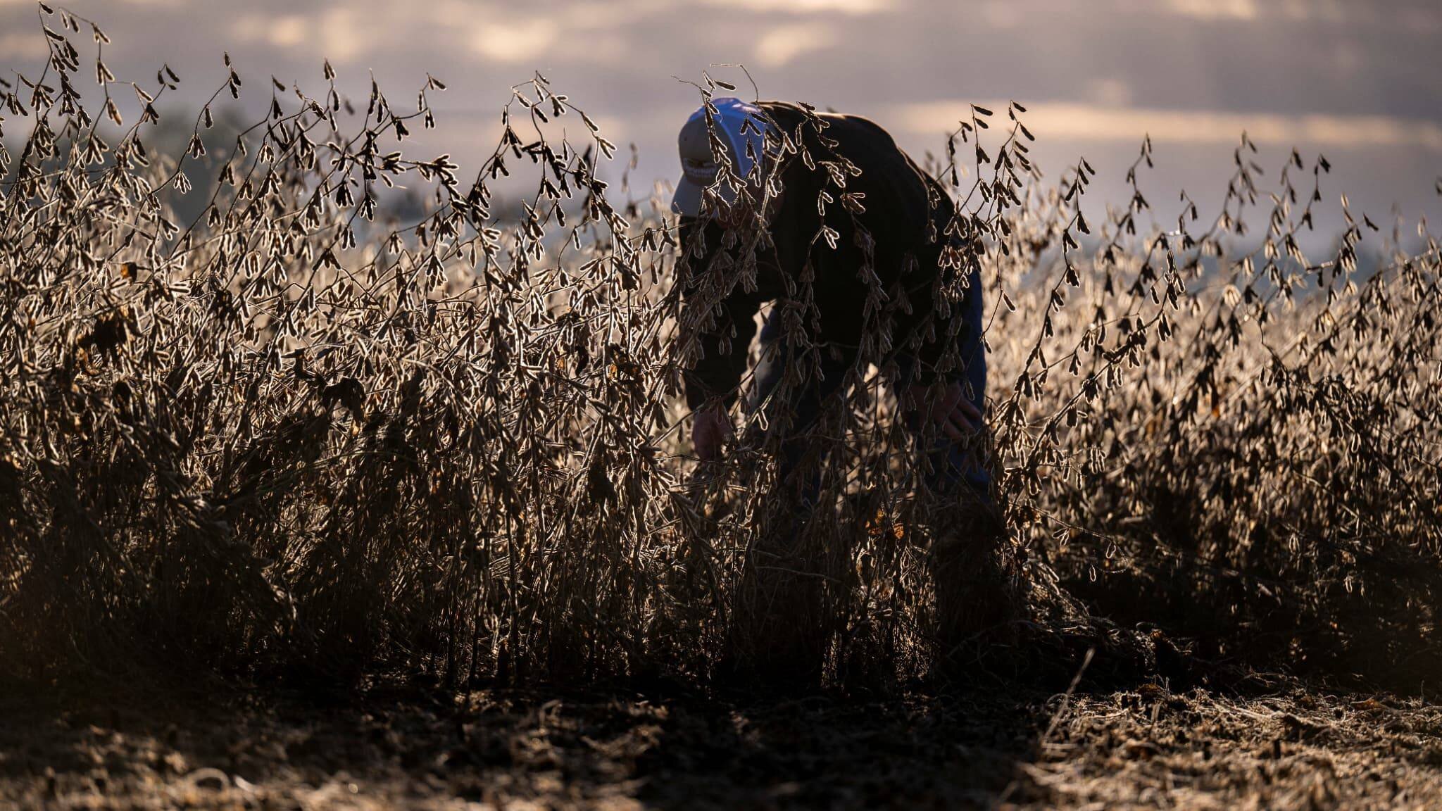 Ferme de soja dans le Maryland, États-Unis