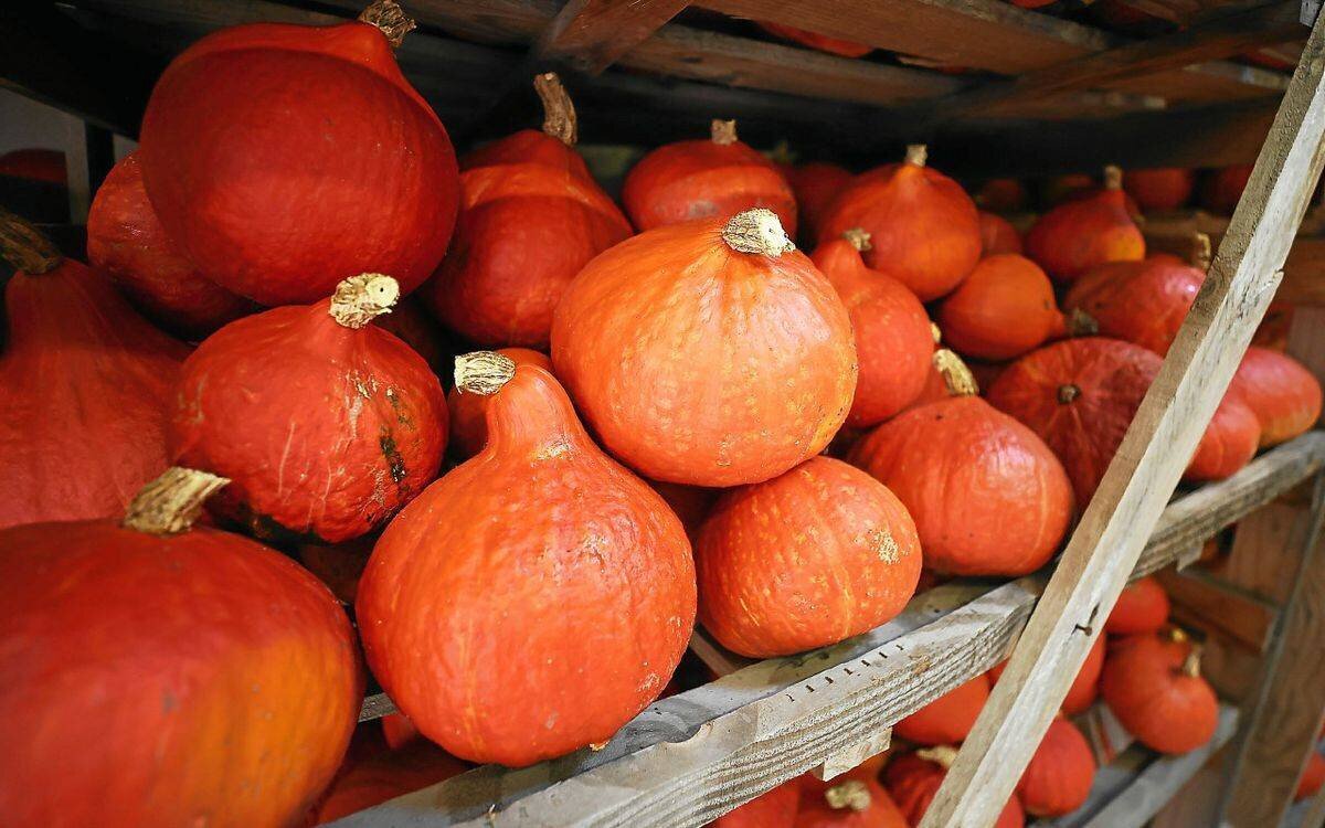 Activités familiales à Brest pendant les vacances de la Toussaint