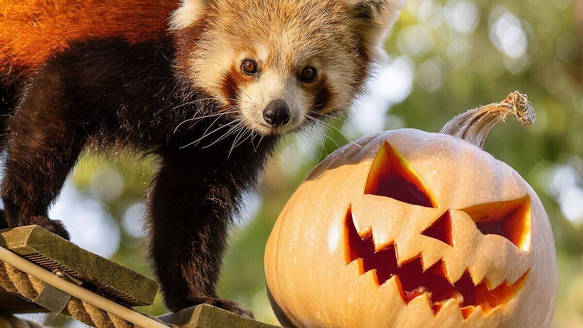 Spectacle Halloween Circus Anima’Loween à Animaparc