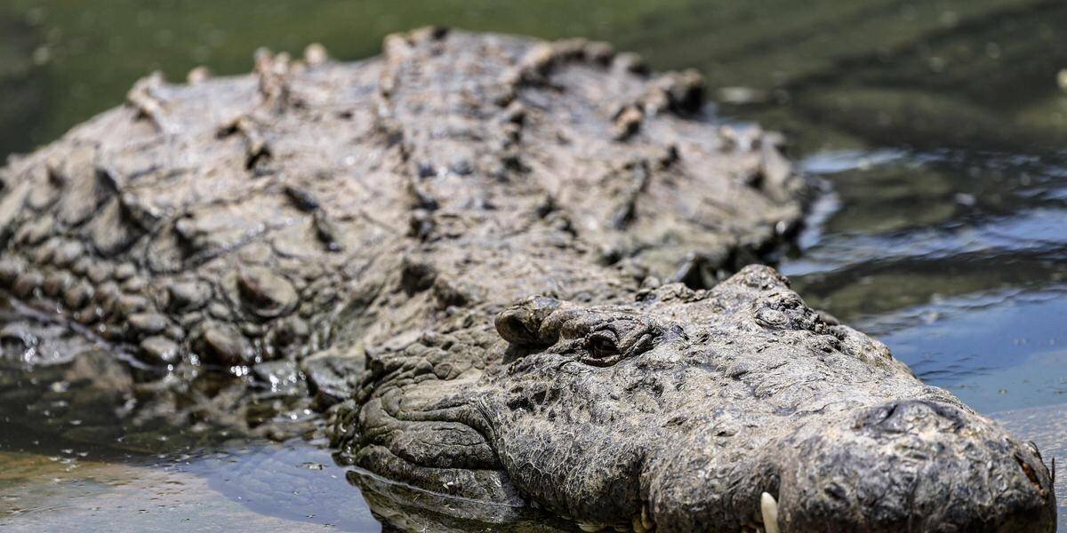 Crocodile dans la piscine d’un hôtel de luxe en Australie