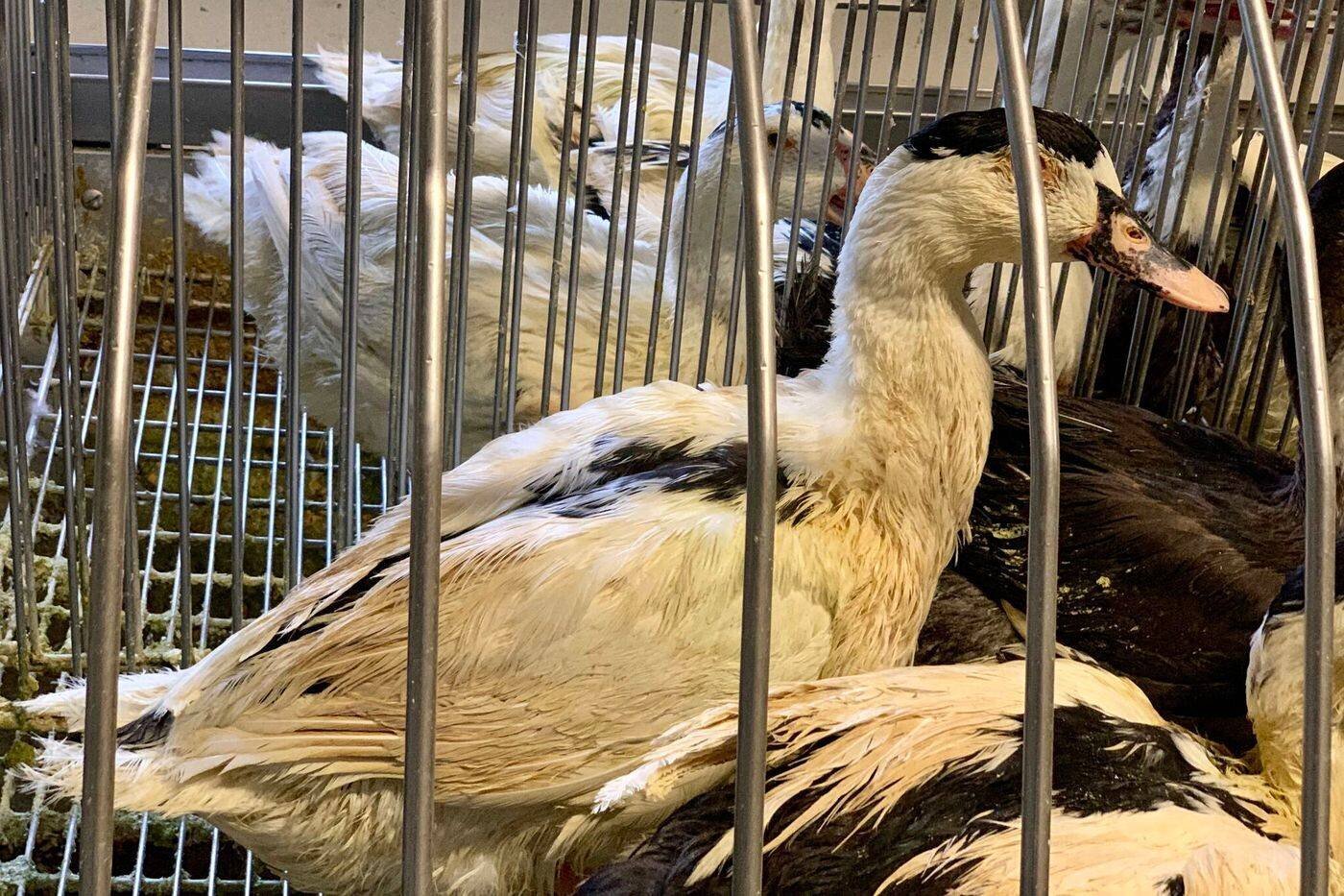 Vue d'un élevage de canards touché par la grippe aviaire