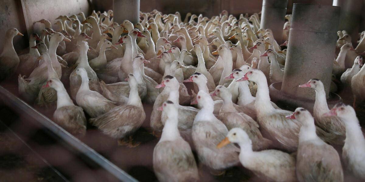 Image de canards d'élevage, sujet de la grippe aviaire