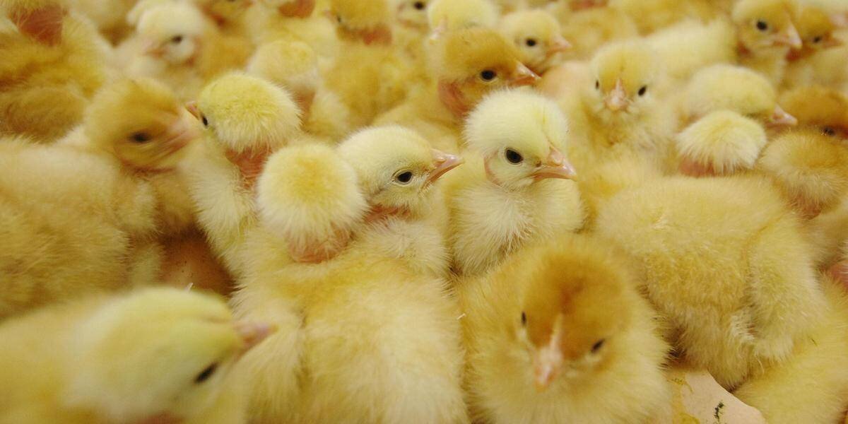 poussins vivants sur le tapis d’une machine à broyer près de Niort