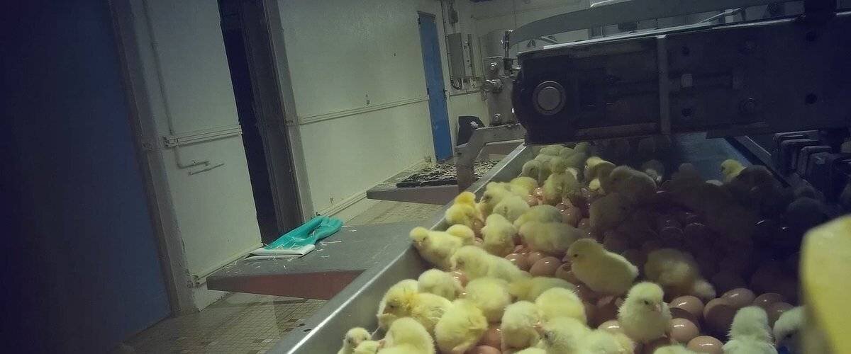 poussins broyés et pintadeaux vivants dans une usine