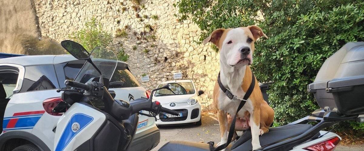 Chienne American Staffordshire terrier enfermée dans une voiture à Marseille