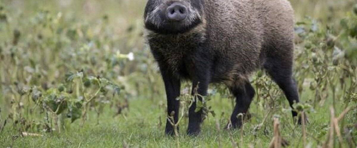 Vitrine d'une boulangerie endommagée par un sanglier