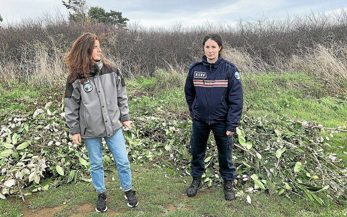 Dépôts de déchets verts près du Conservatoire du littoral, Trégunc