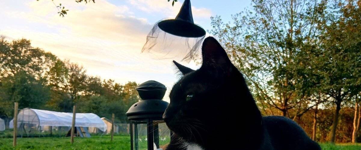 Animation Halloween près d’Ozon et Luc