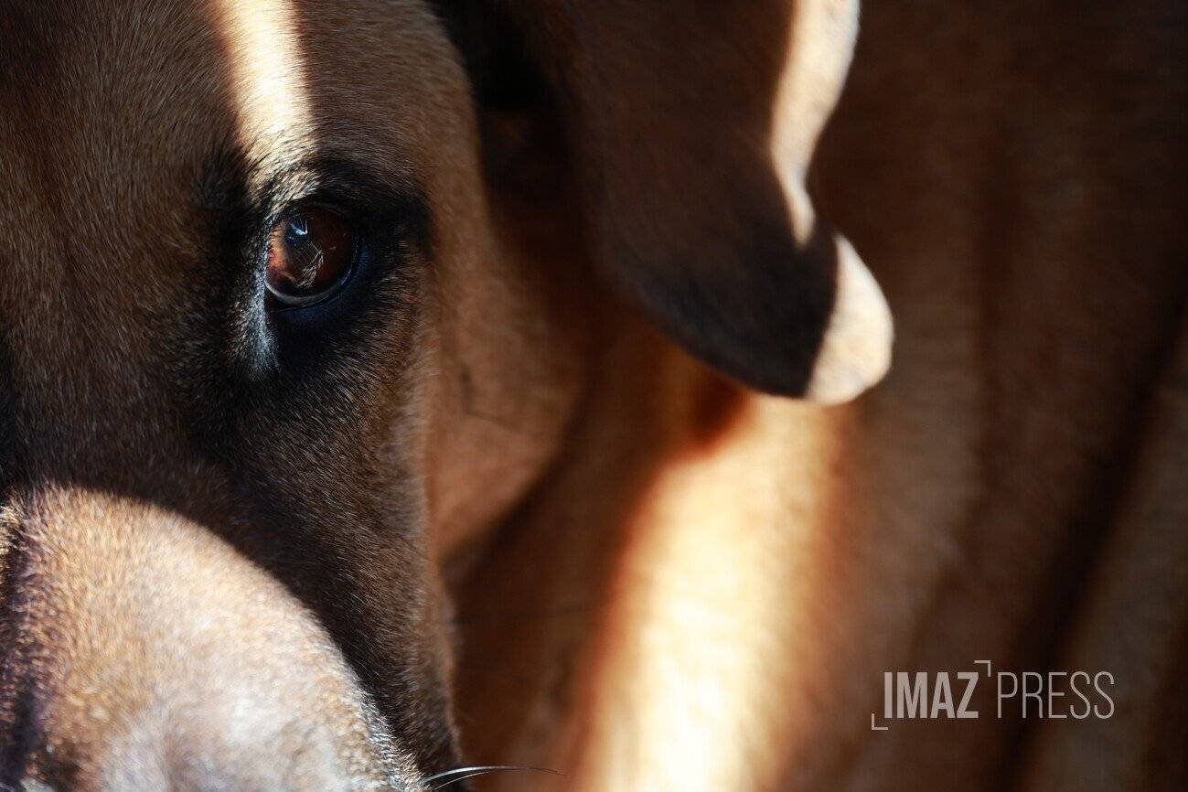 Animaux sauvés en montagne par bénévoles à La Réunion