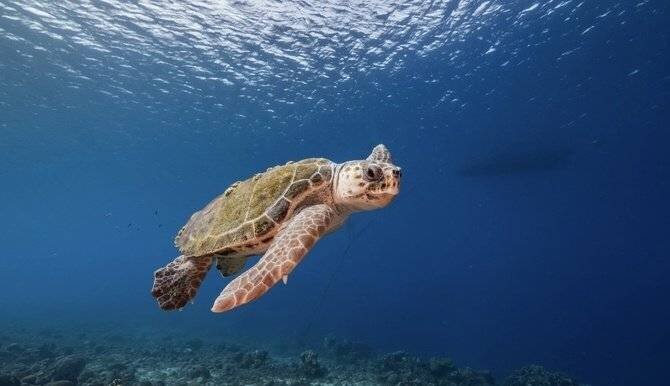 Tortue marine en bassin de soins en Corse