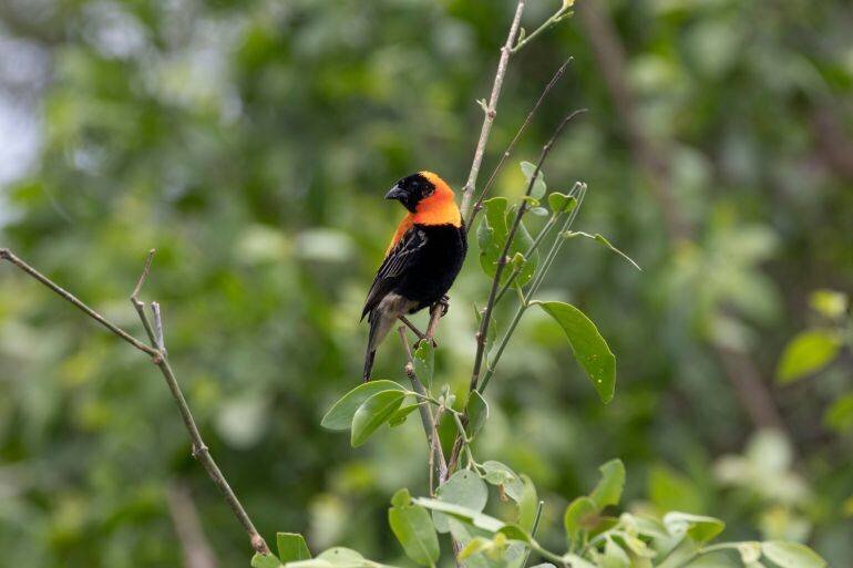 Pitohui, african bird in tanzania