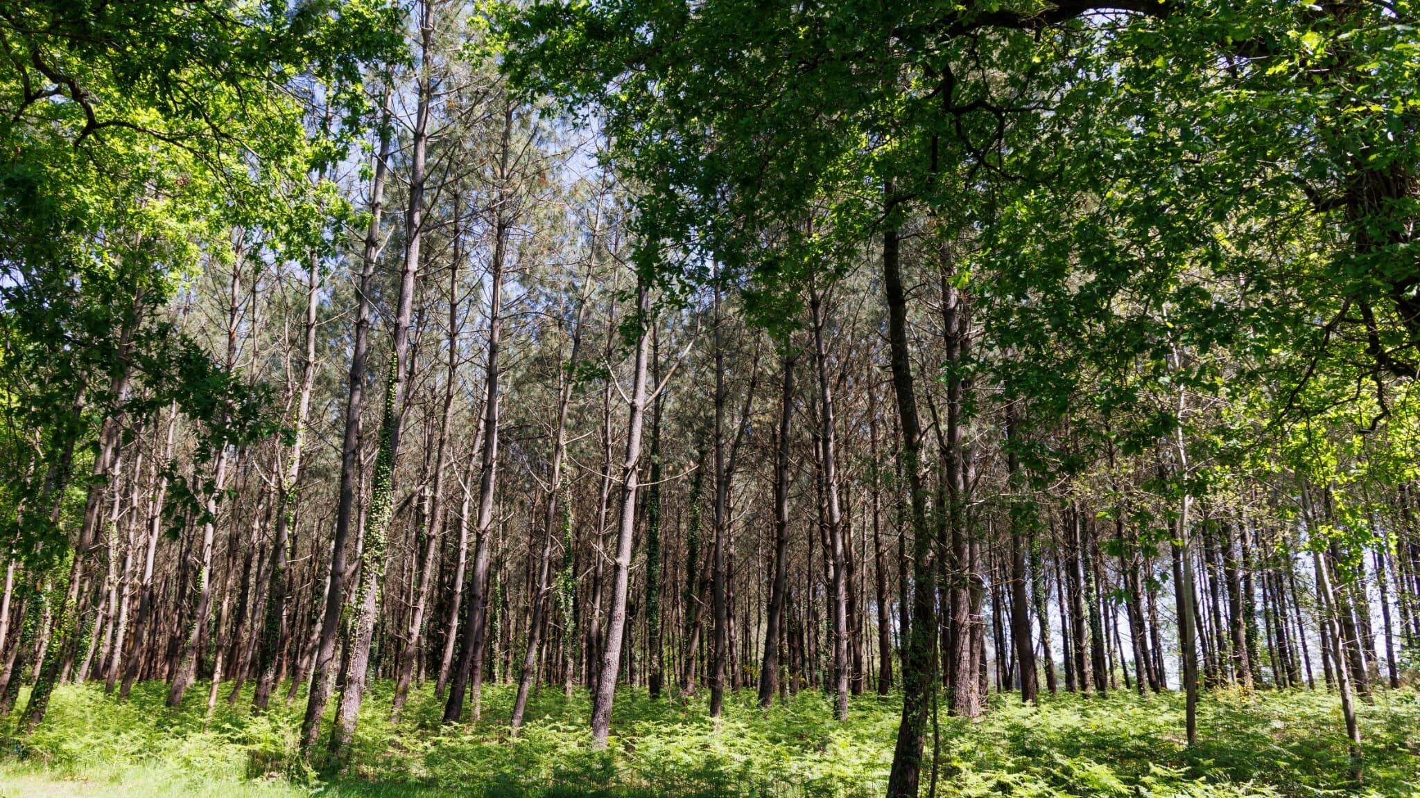 Forêt de pins dans les Landes