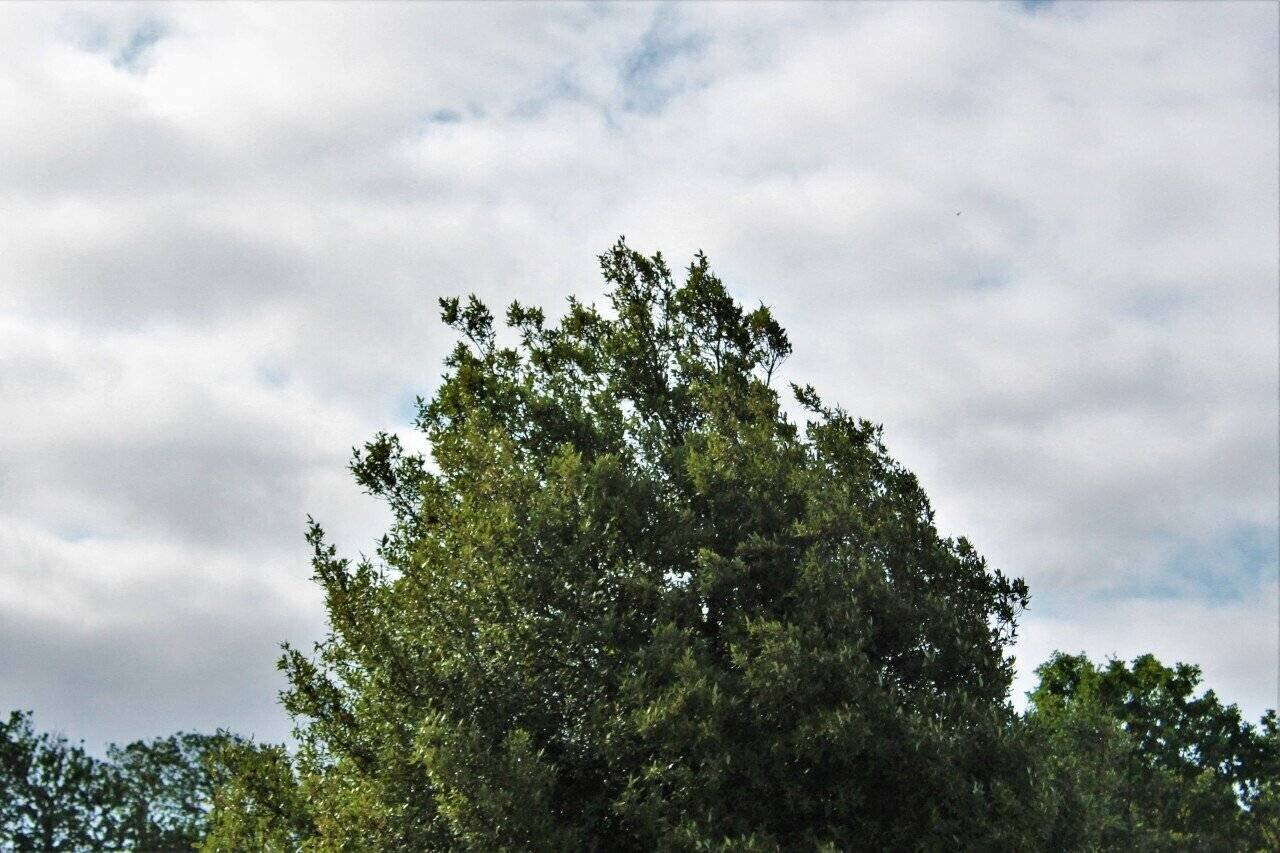 Carte météo Vendée et températures prévues