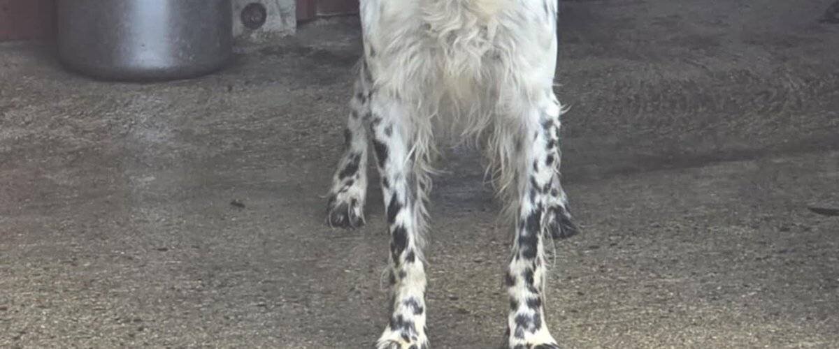Lucky en attente d’adoption au refuge Les Potes à Pouf