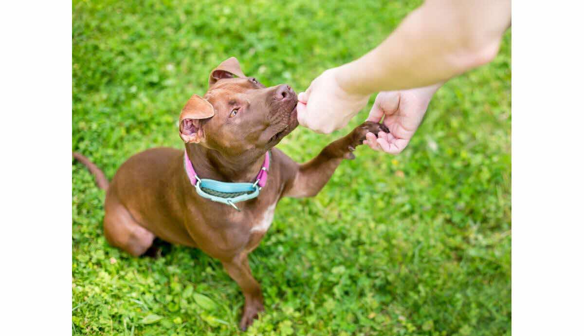 Chien partageant un objet de manière sécurisée