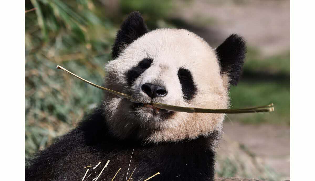 Pandas quittent Beauval pour rentrer en Chine