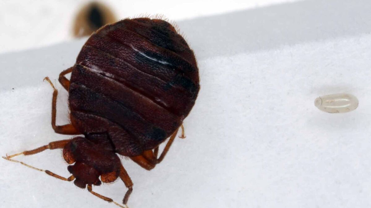Punaises de lit et ADN humain, étude