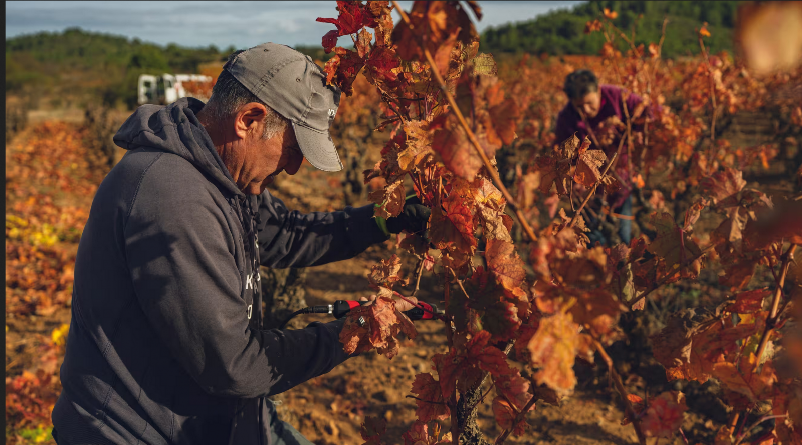 Plan de soutien à l’arrachage des vignes en France