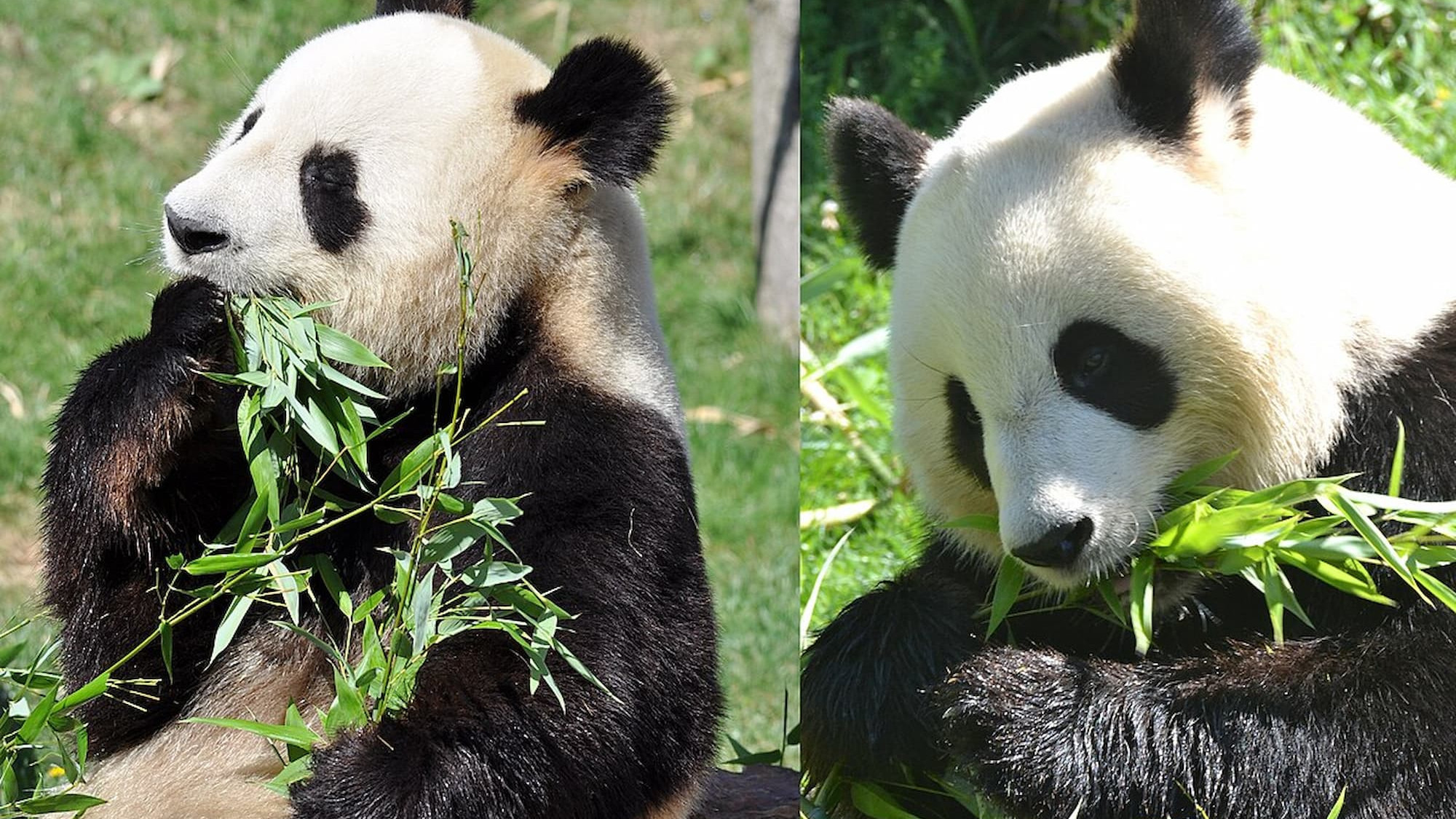 Pandas géants quittent le ZooParc de Beauval