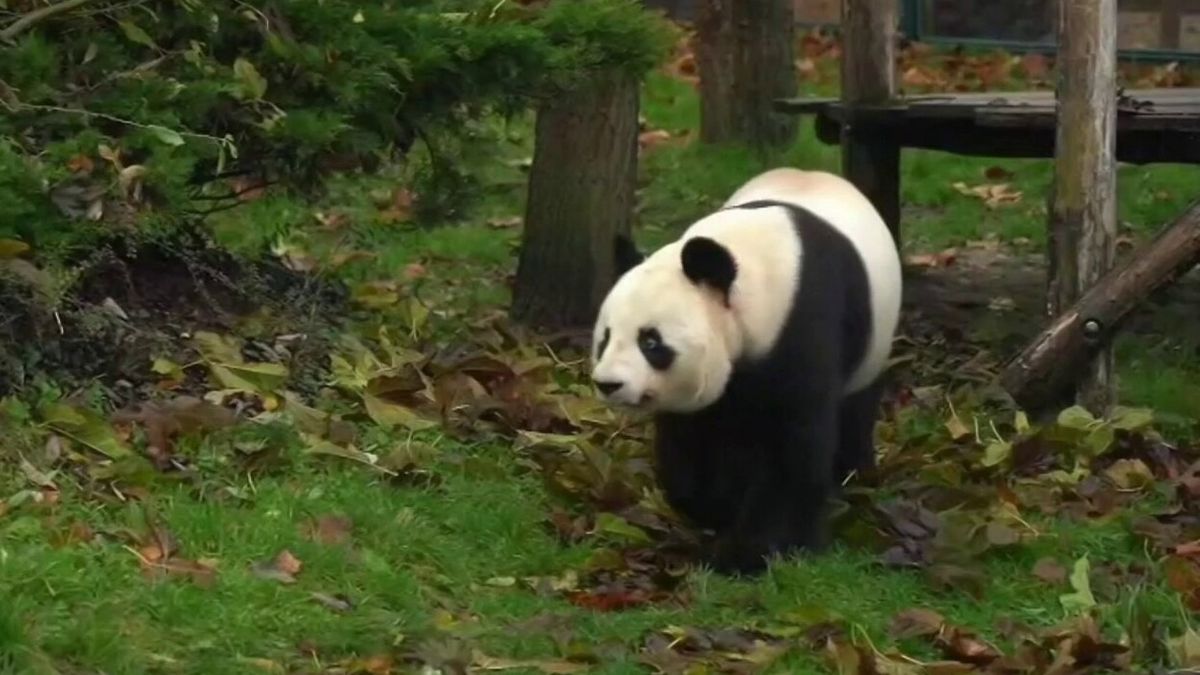 Pandas géants en route vers la Chine