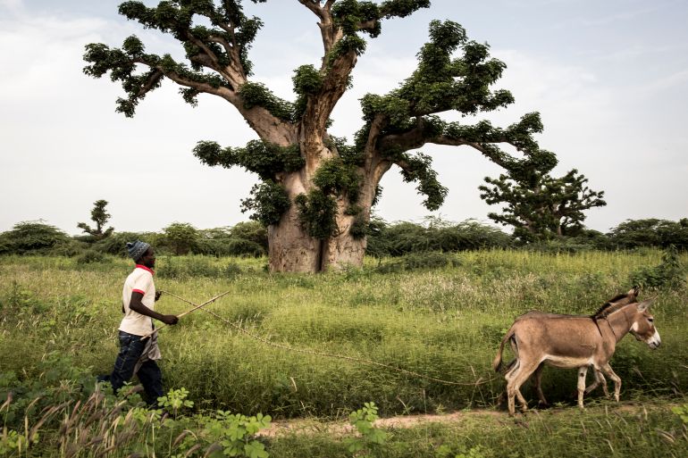 Grand baobab au tronc massif, symbole de Madagascar et de l'Afrique