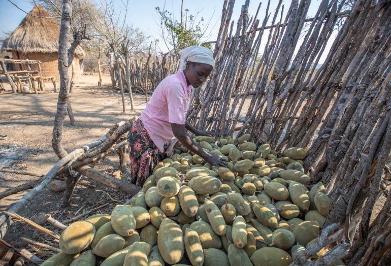 Pulpe de fruit de baobab qui sèche naturellement sur l'arbre pour former une poudre riche en vitamine C