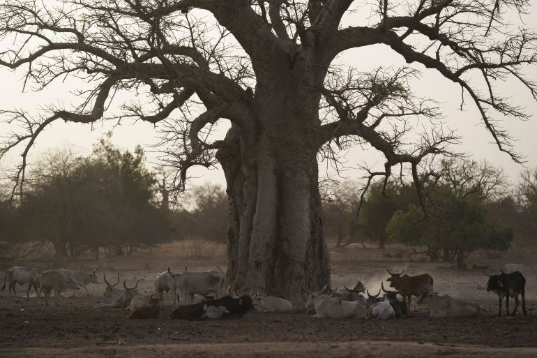 Baobab offrant eau, pâturage, ombre et ressources médicinales